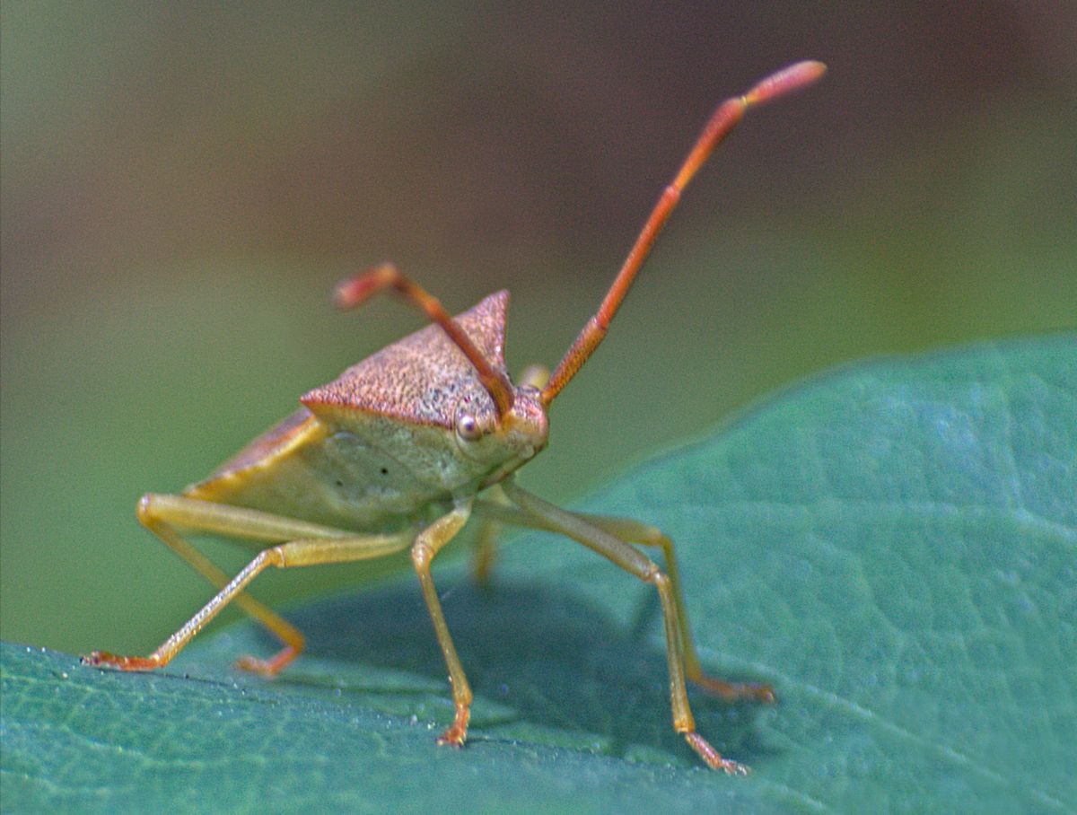 Coreus marginatus? No, Gonocerus acuteangulatus